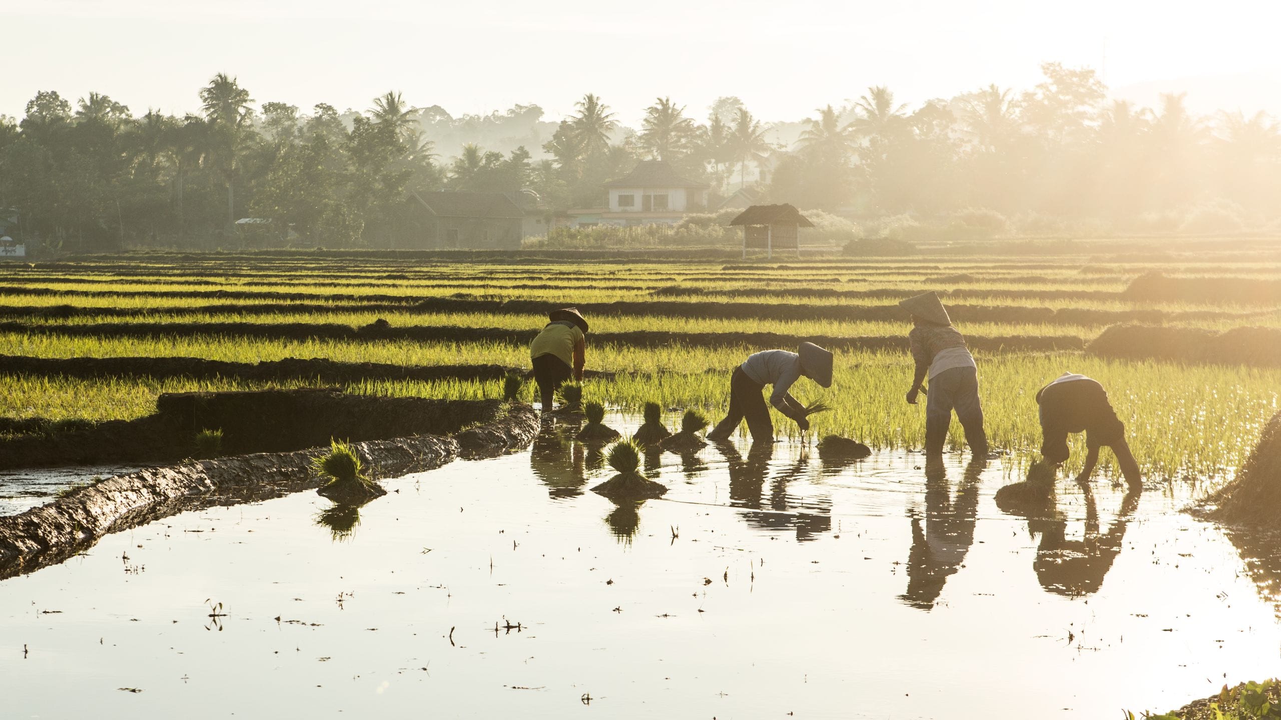 Alila Solo Tawangmangu Paddy Field