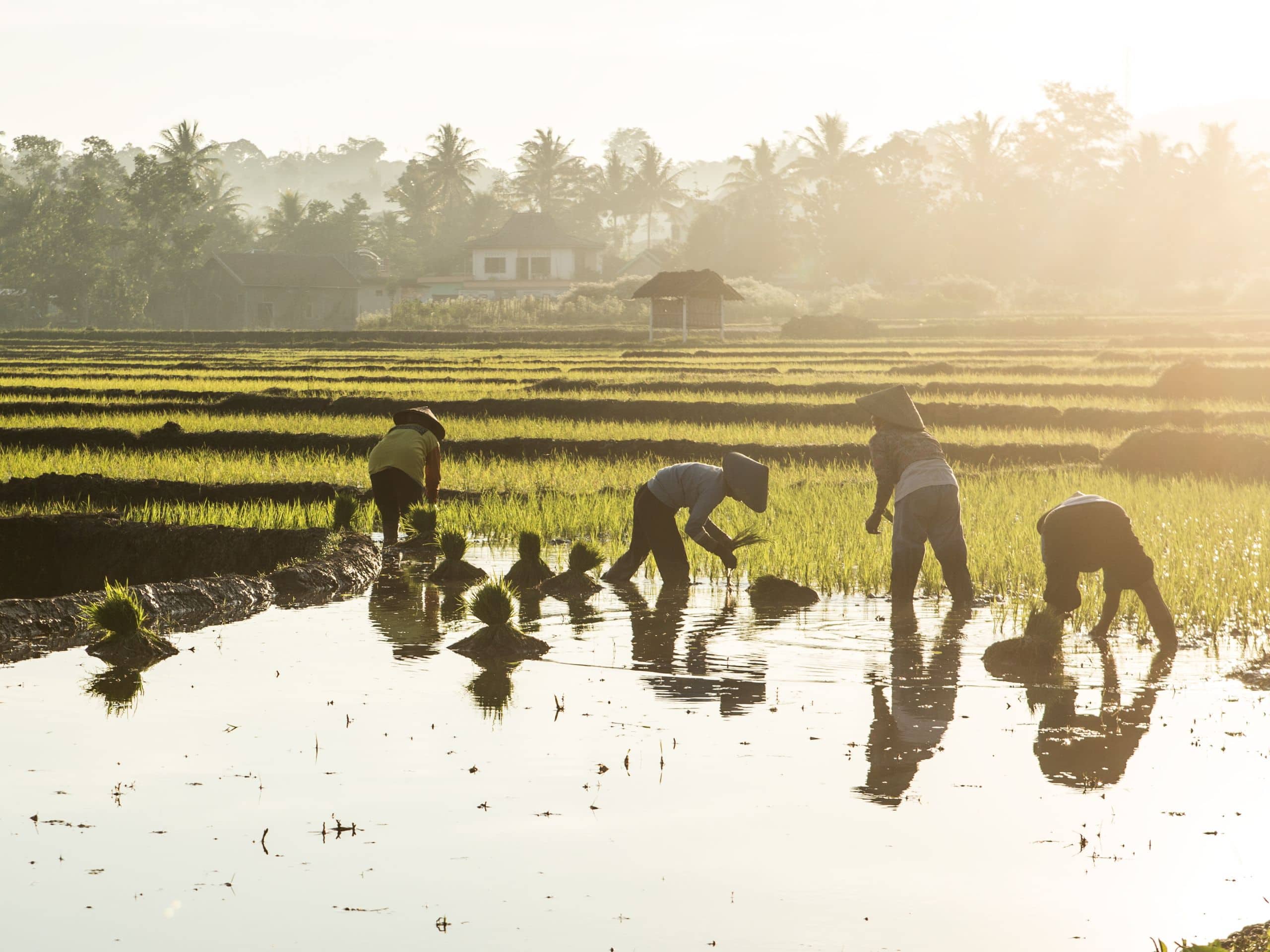 Alila Solo Tawangmangu Paddy Field