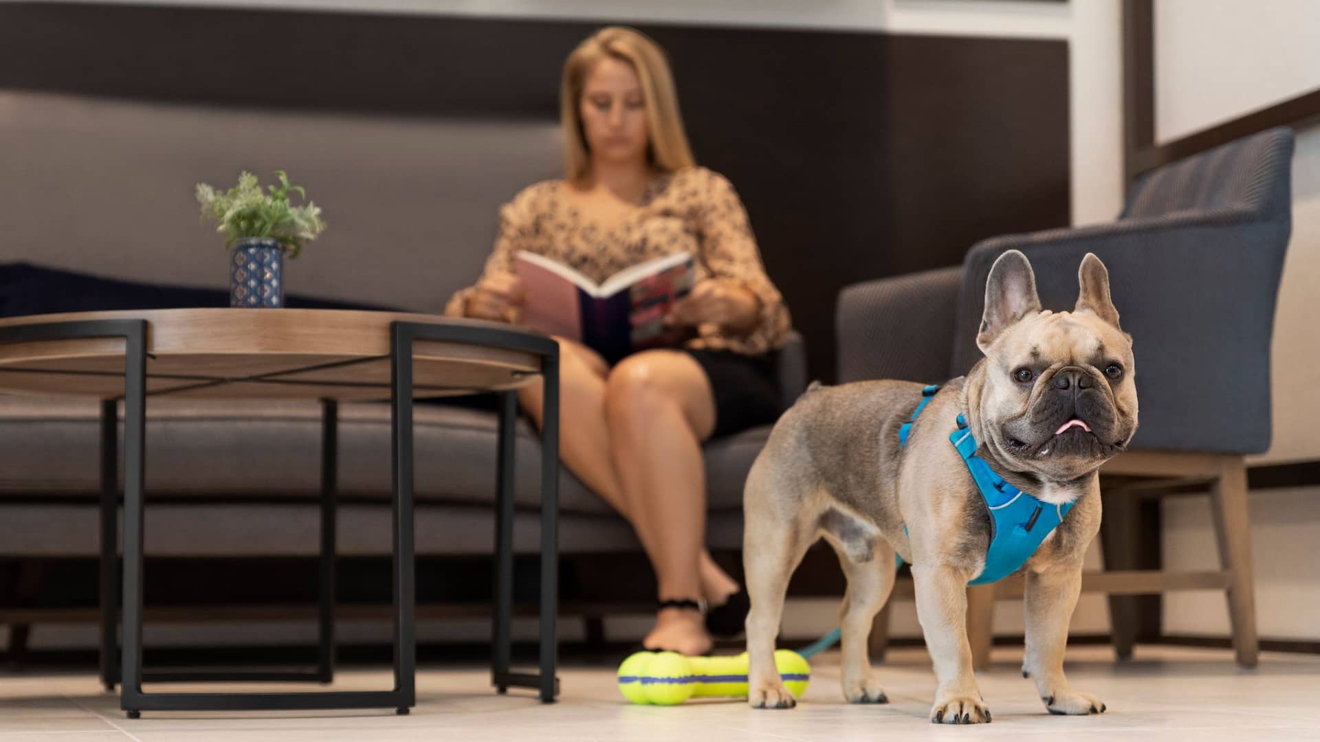 Hyatt Place Virginia Beach Town Center Lobby Seating with Dog