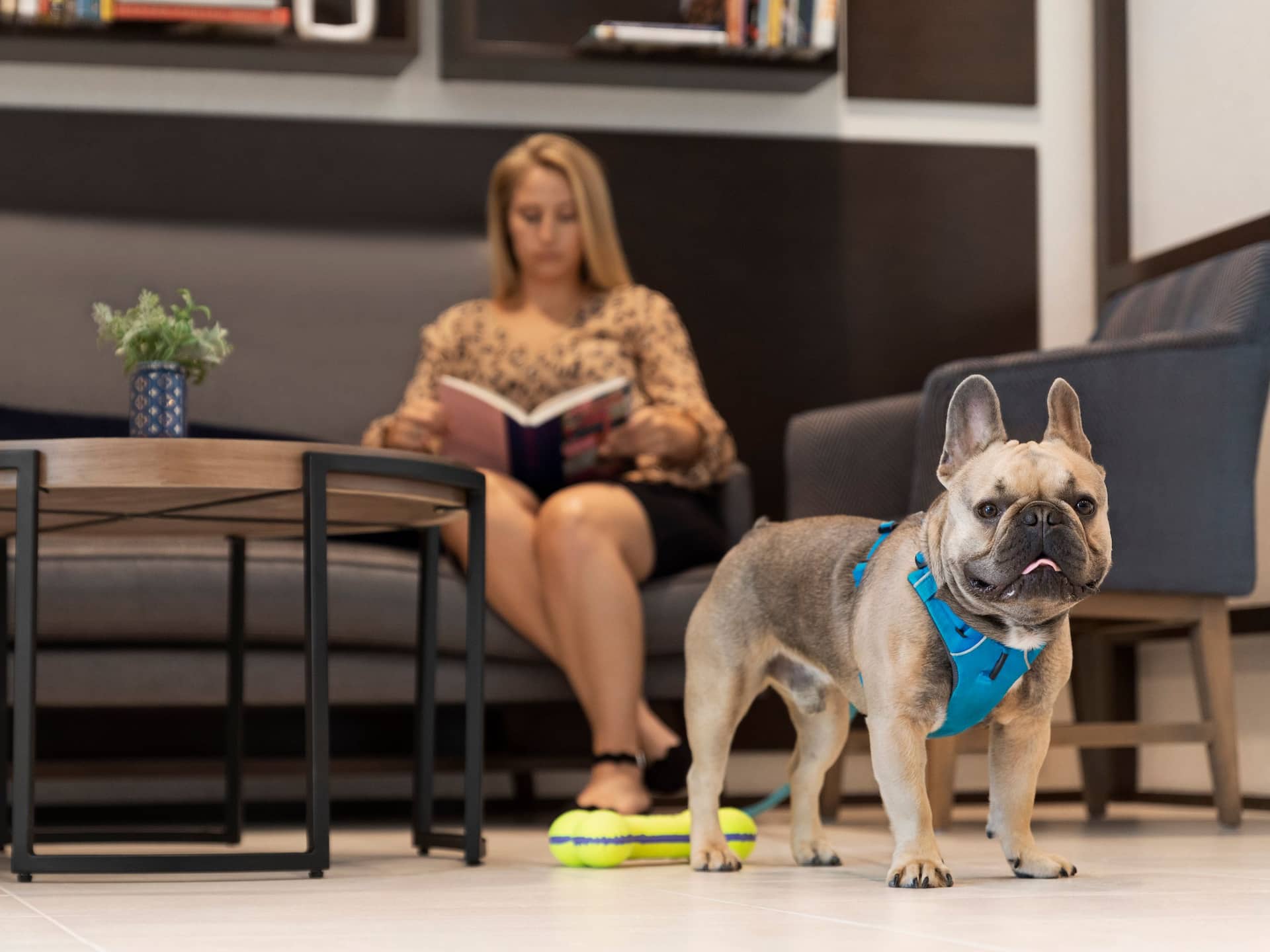 Hyatt Place Virginia Beach Town Center Lobby Seating with Dog