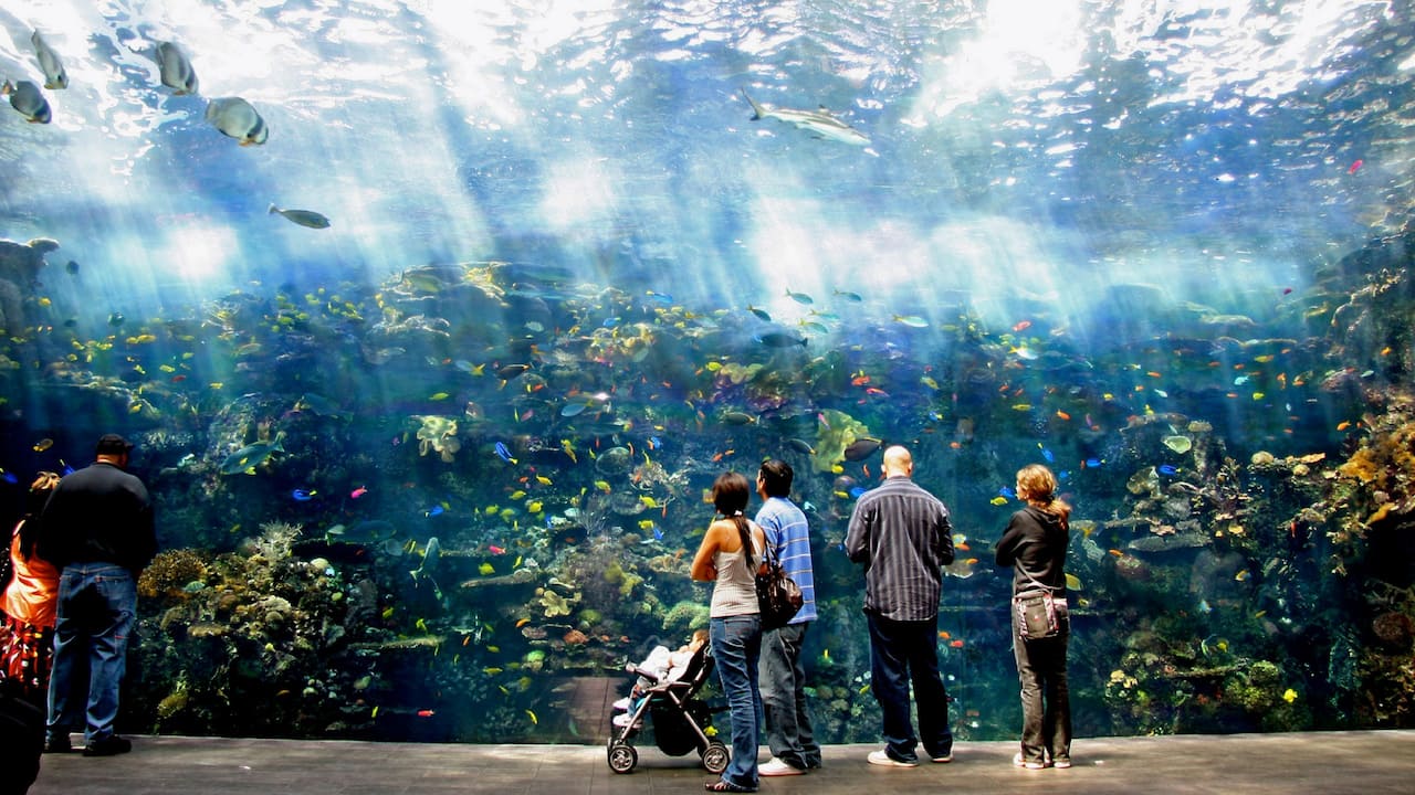 Georgia Aquarium Exhibit