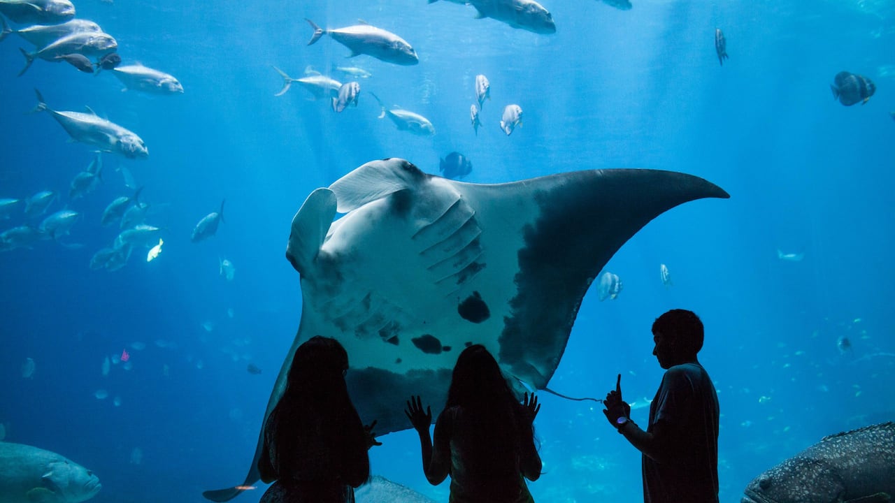 Georgia Aquarium Manta Ray