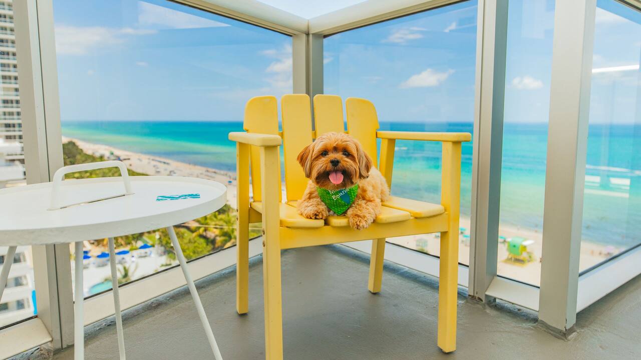 Pets are in Paradise at The Confidante