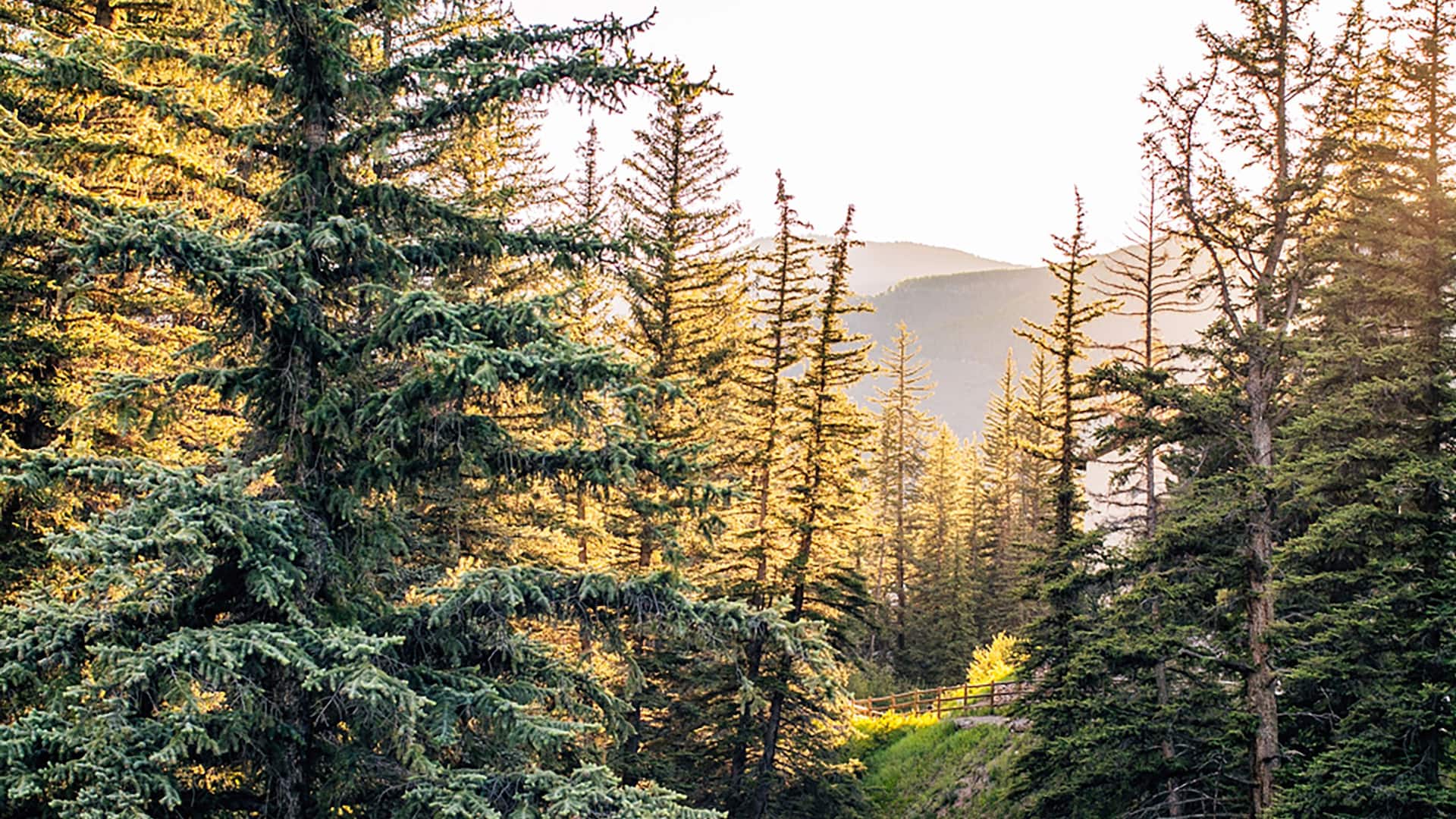 Grand Hyatt Vail Gore Creek