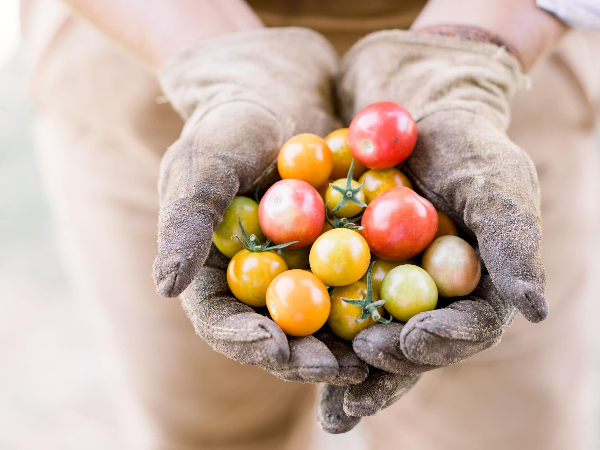 Global HY_P112 Farmed Tomatoes