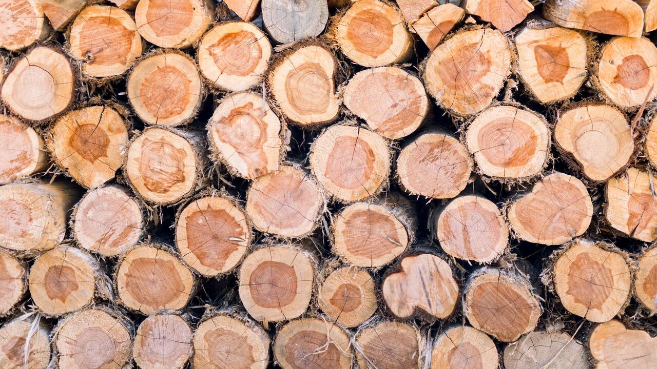 HY_P116 Firewood outdoors