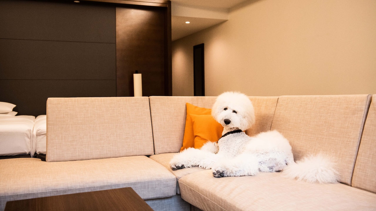 Hyatt Regency Hakone Resort & Spa| Dog Friendly Room