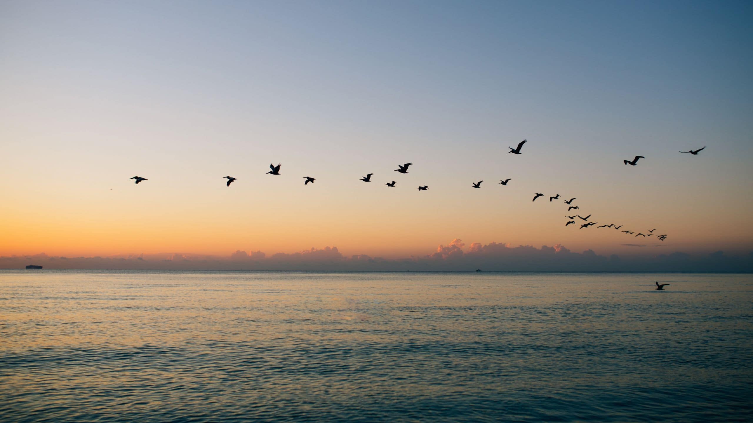 Hyatt Centric South Beach Miami Birds Sunrise