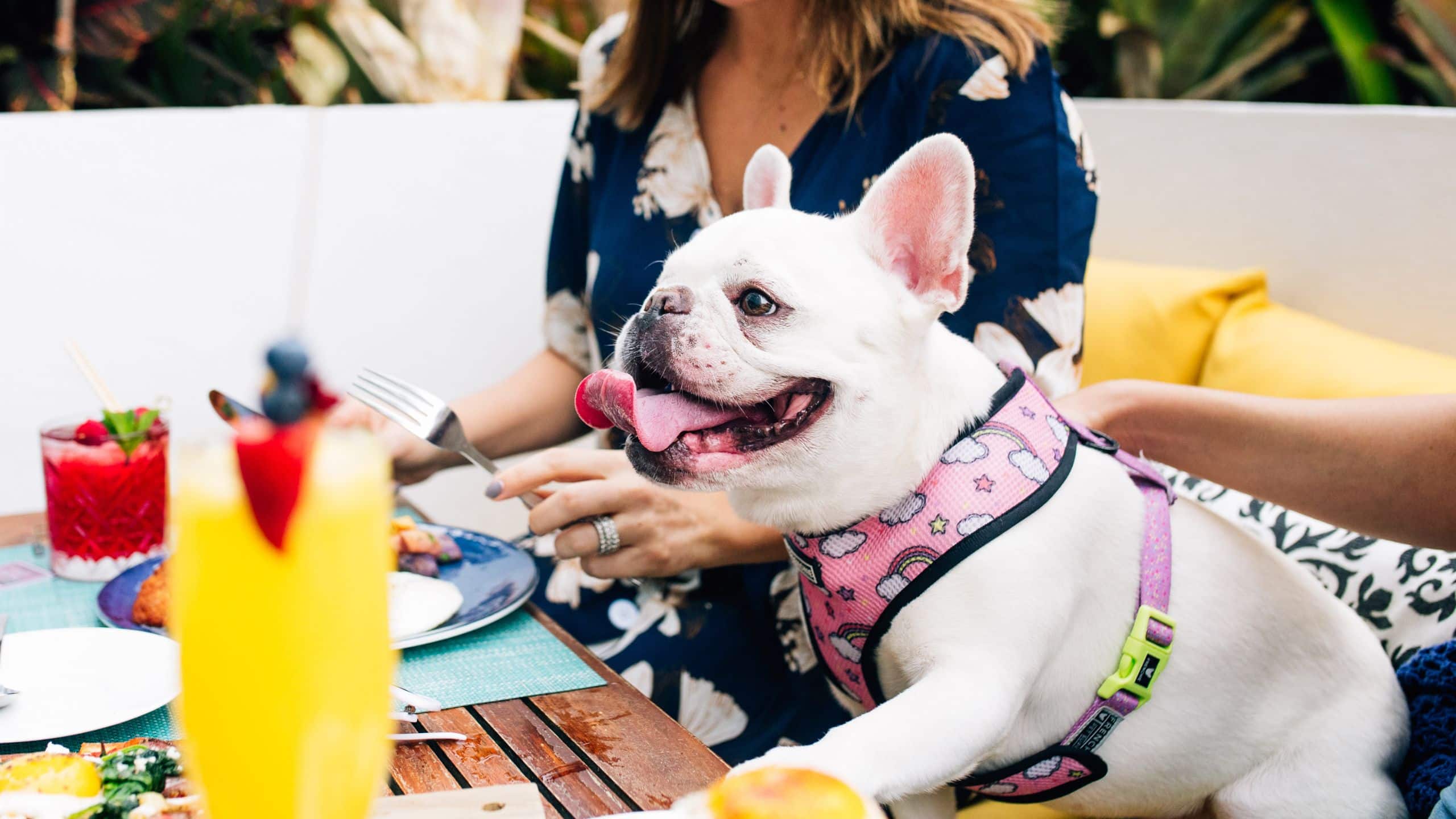 Hyatt Centric South Beach Miami Deck Sixteen Brunch Frenchie