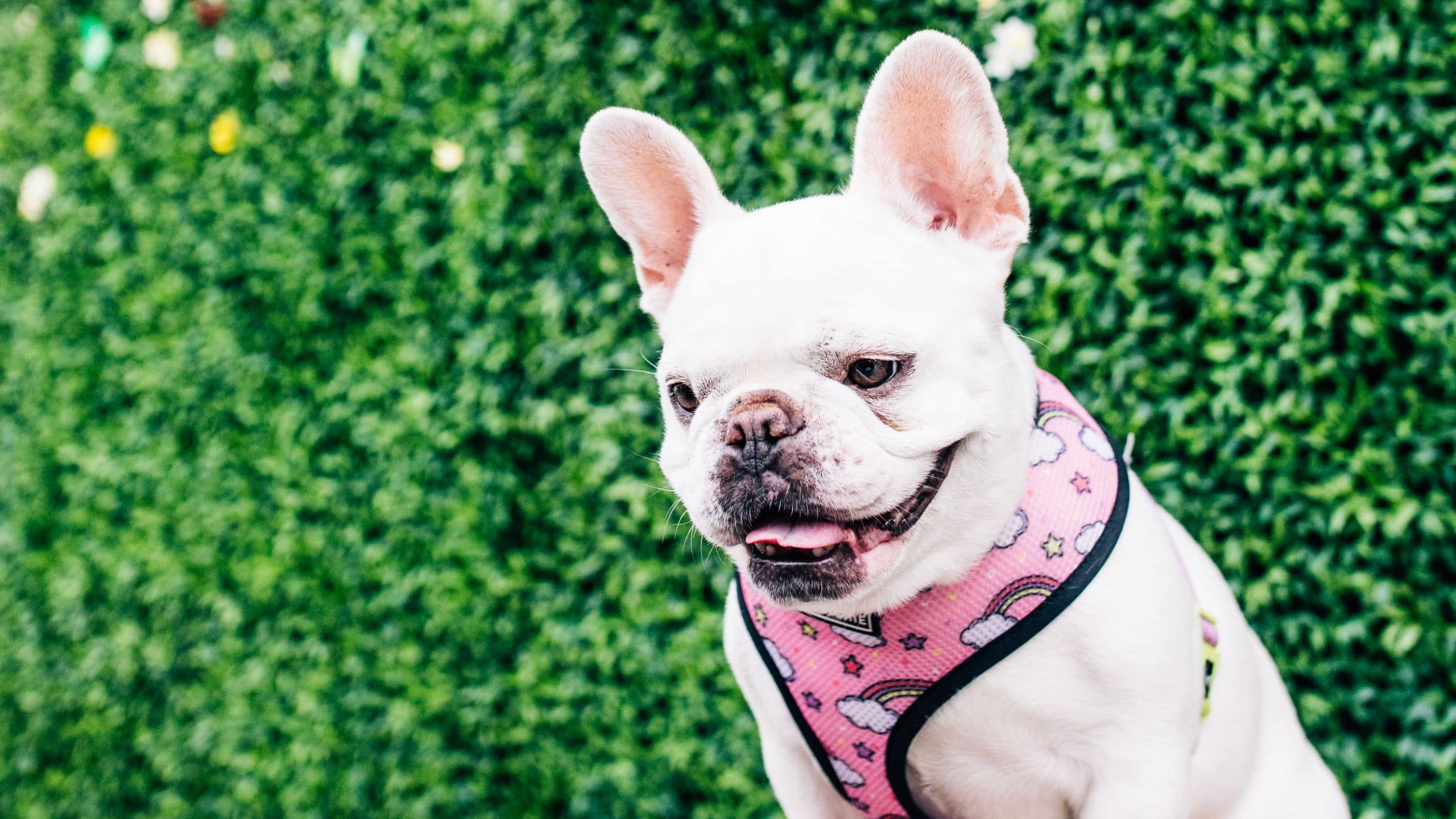 Hyatt Centric South Beach Miami Frenchie Green Wall