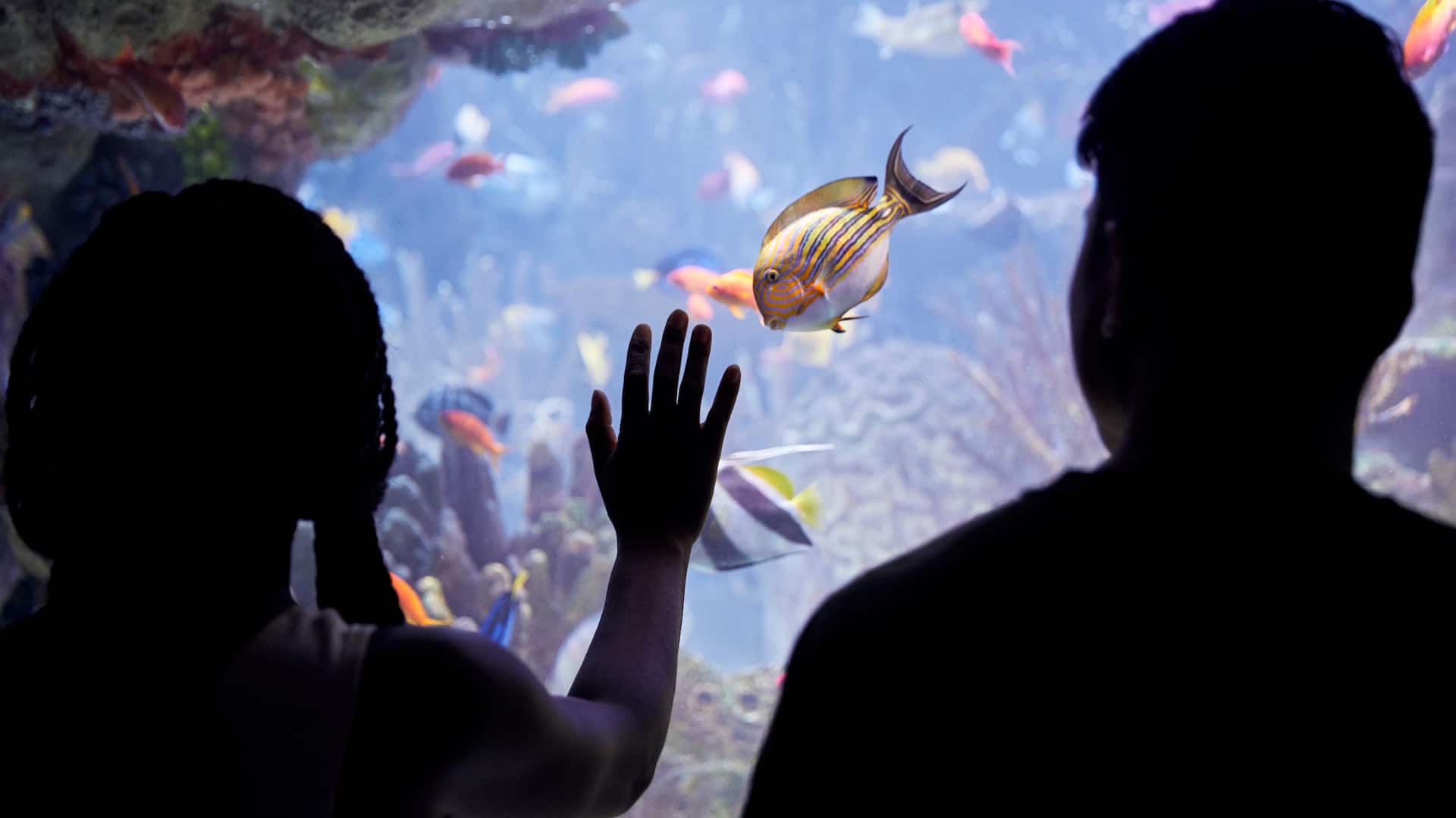 Global HY_P215 Boston Aquarium Couple