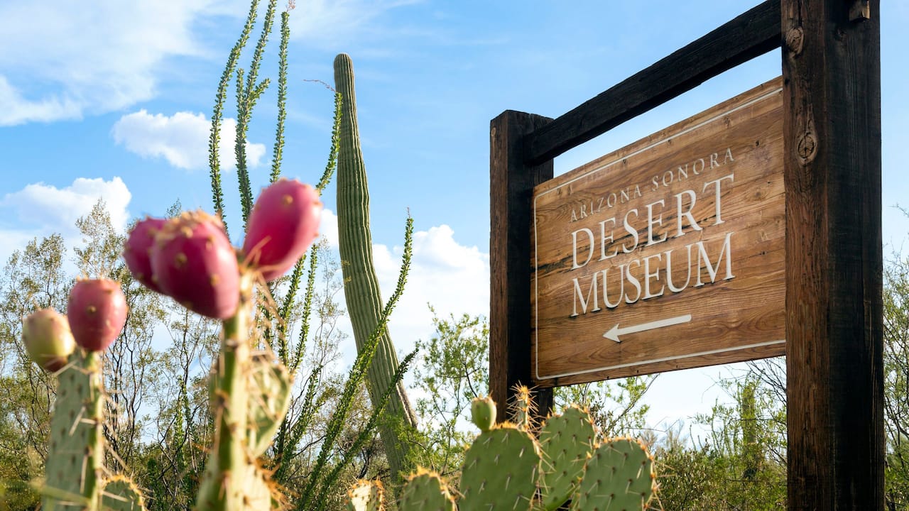 Destination Arizona Sonoran Desert Museum