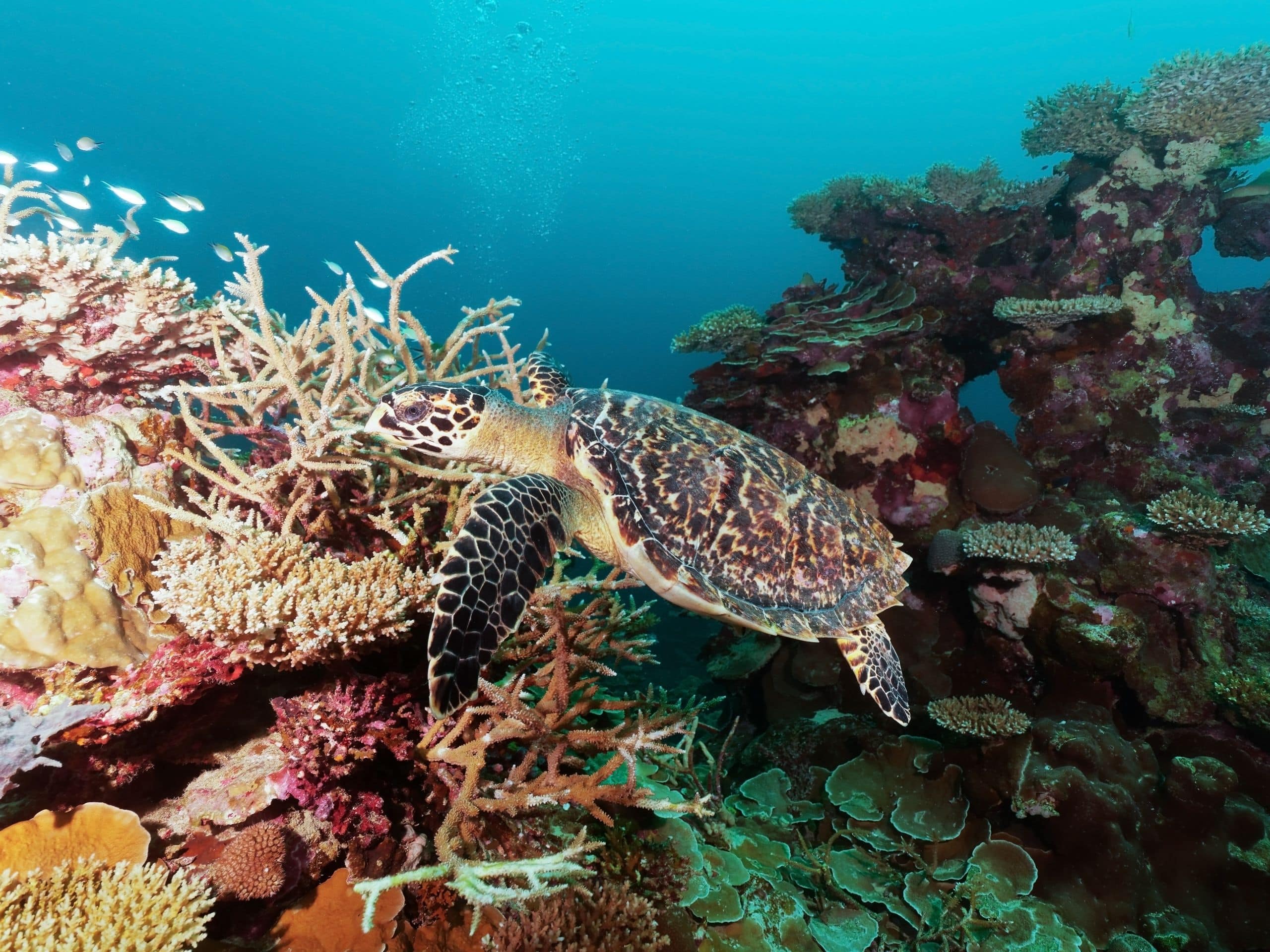 Park Hyatt Maldives Hadahaa Hawksbill Turtle