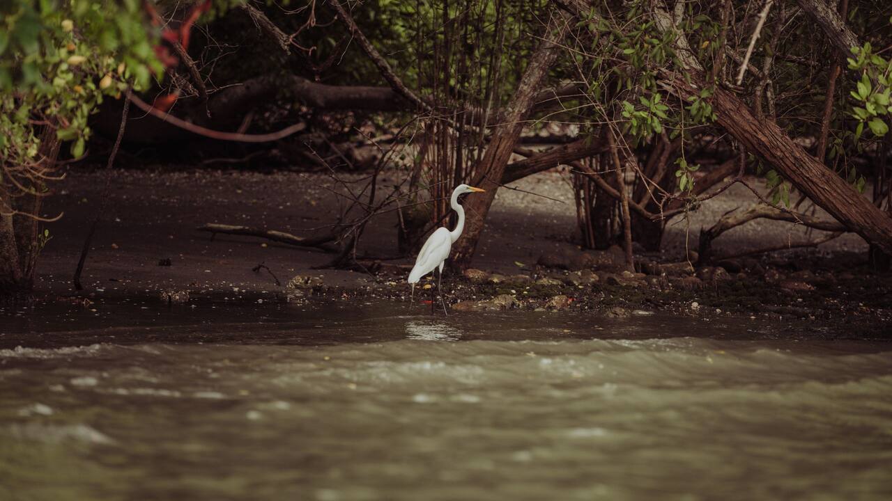Bird in Mangrove