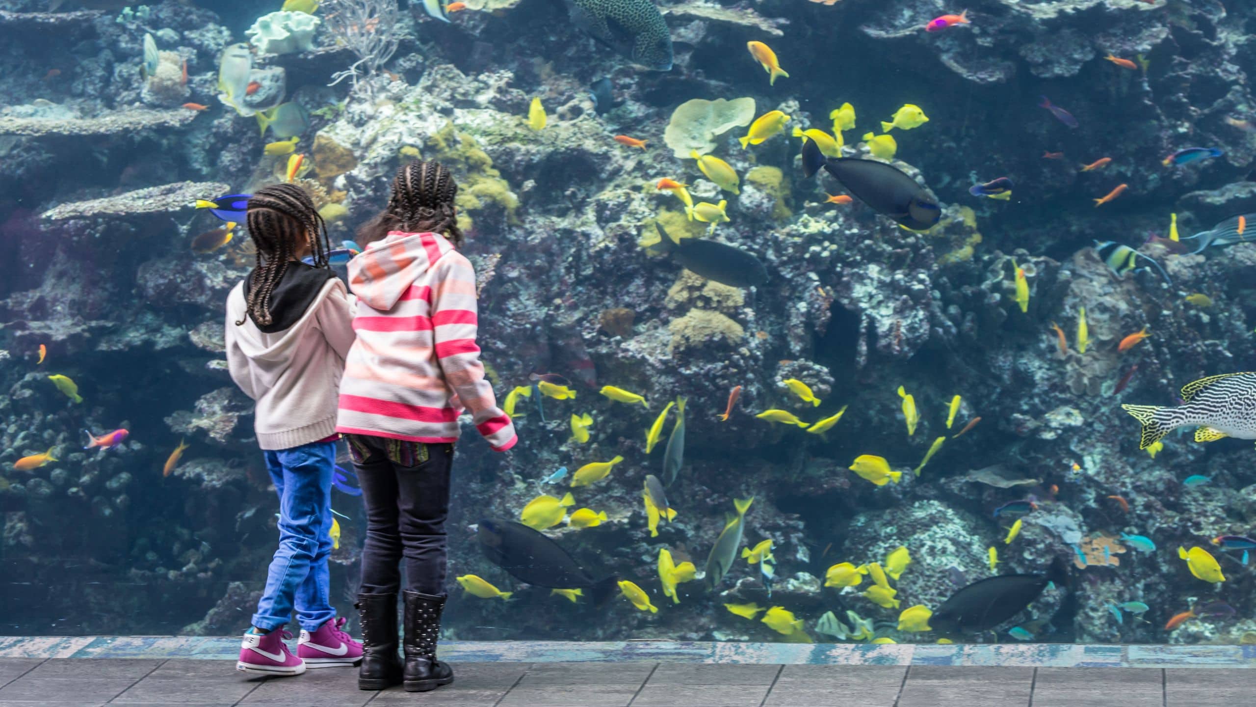 Hyatt Regency Atlanta Aquarium Reef