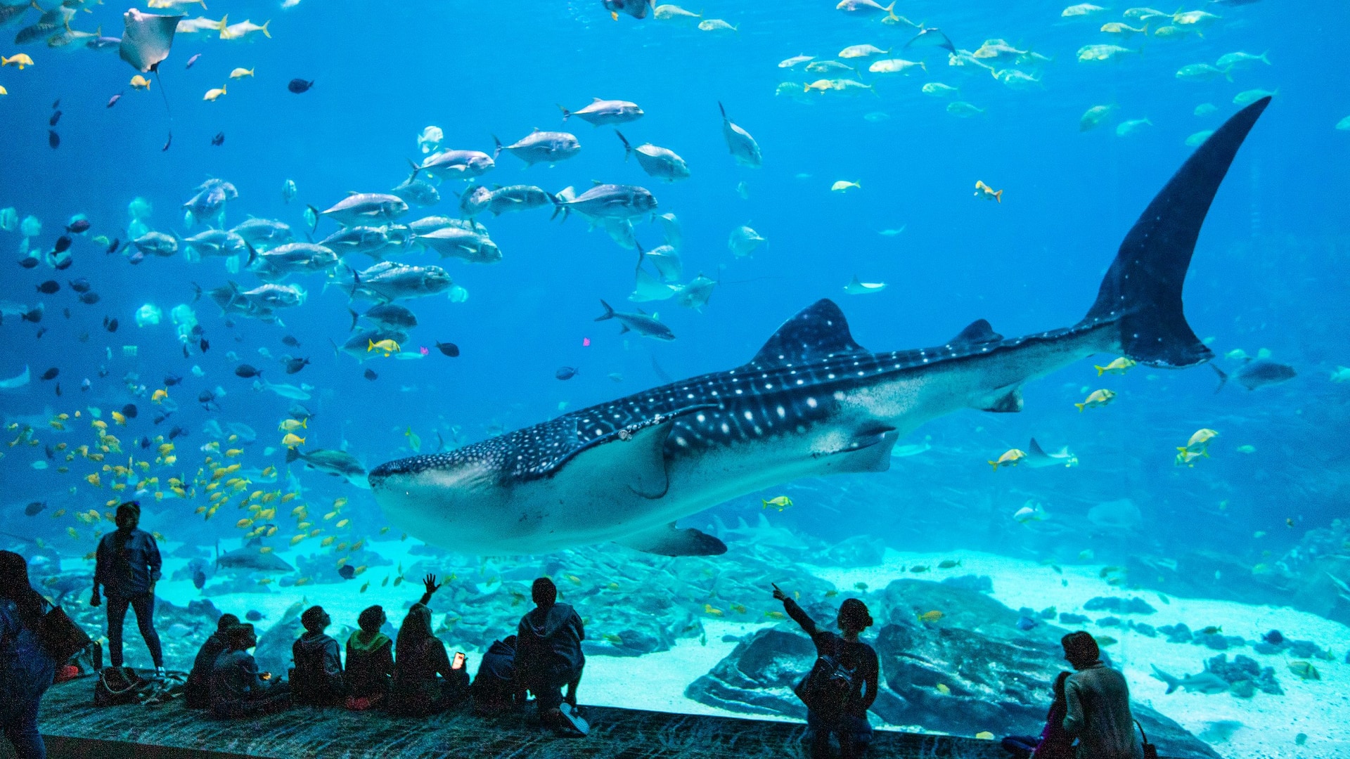 Hyatt Regency Atlanta Aquarium Shark