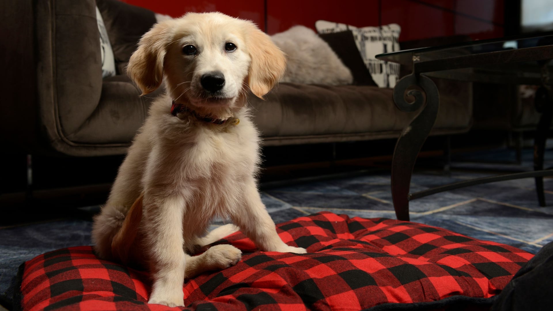 Hyatt Place Peña Station / Denver Airport Dog