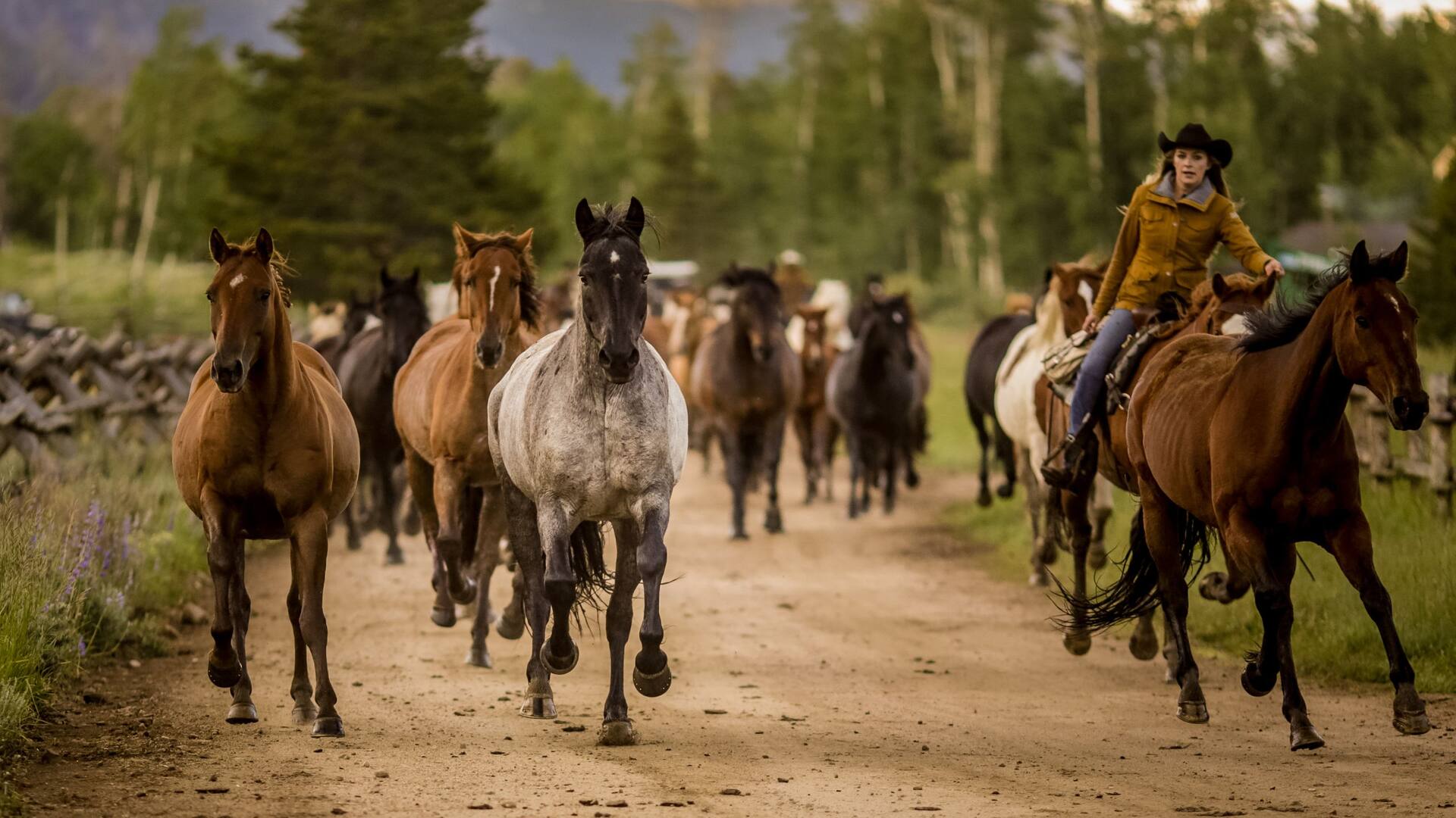 Horses