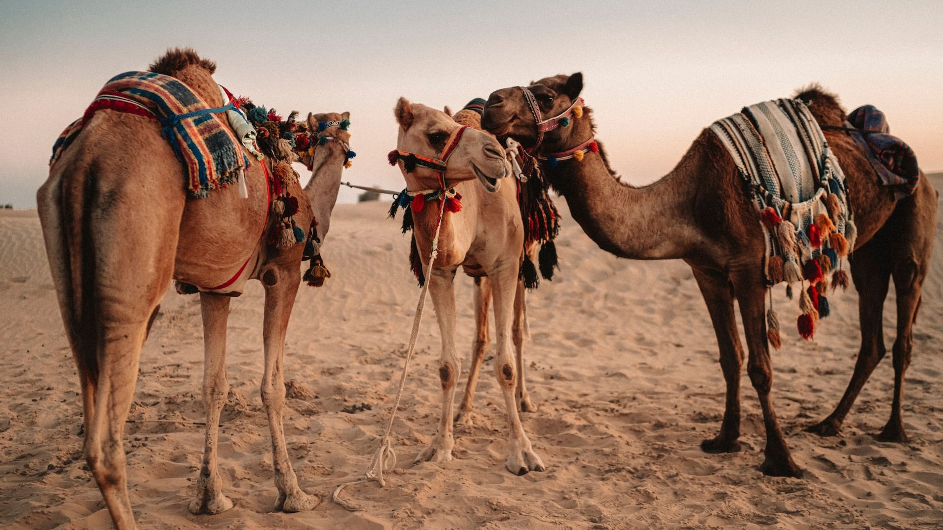 Things to do in Dubai