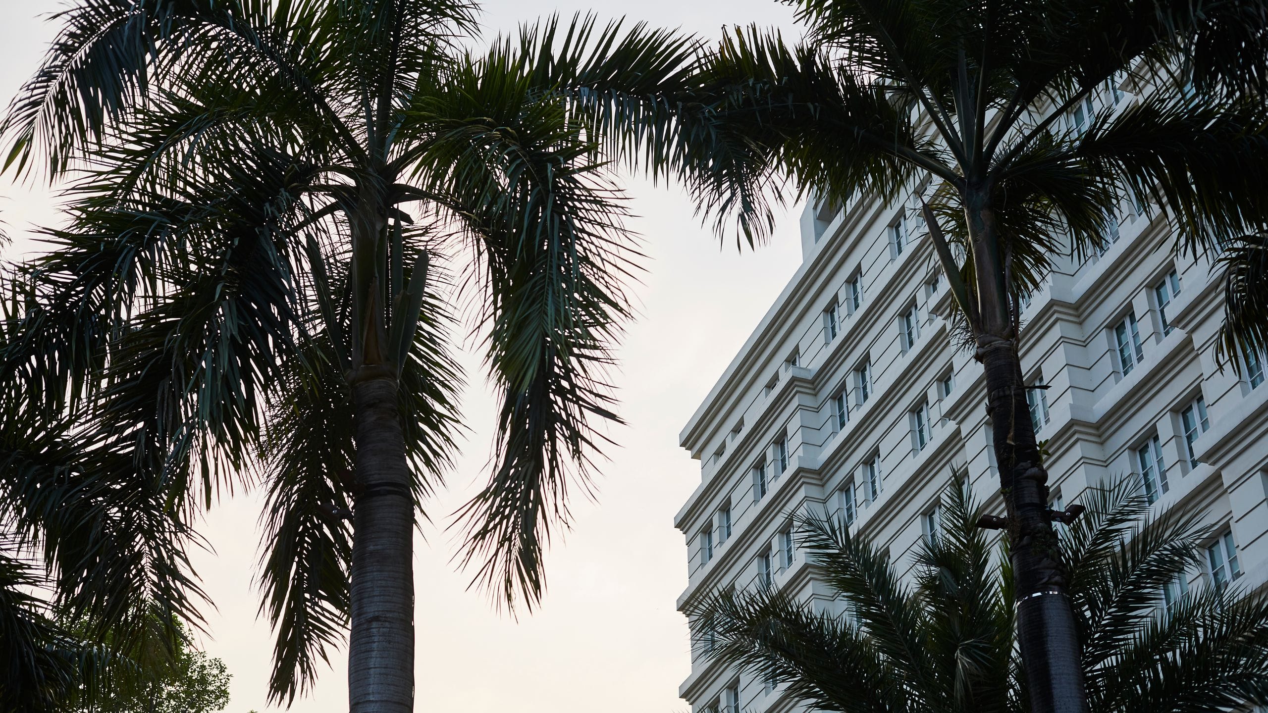 EMP サンセベリア Saigon サイゴン /最後の写真 イメージ SA354 サンセベリア サイゴン 「Sansevieria Saigon (by Unyamanee