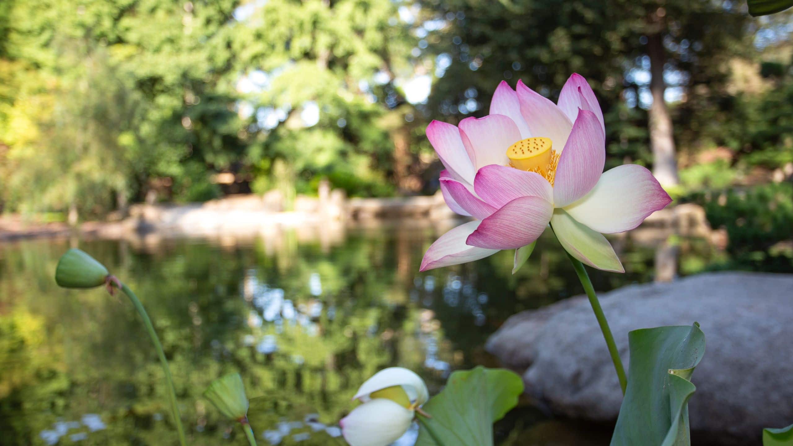 Mar Monte Hotel Partner Lotusland Lotus