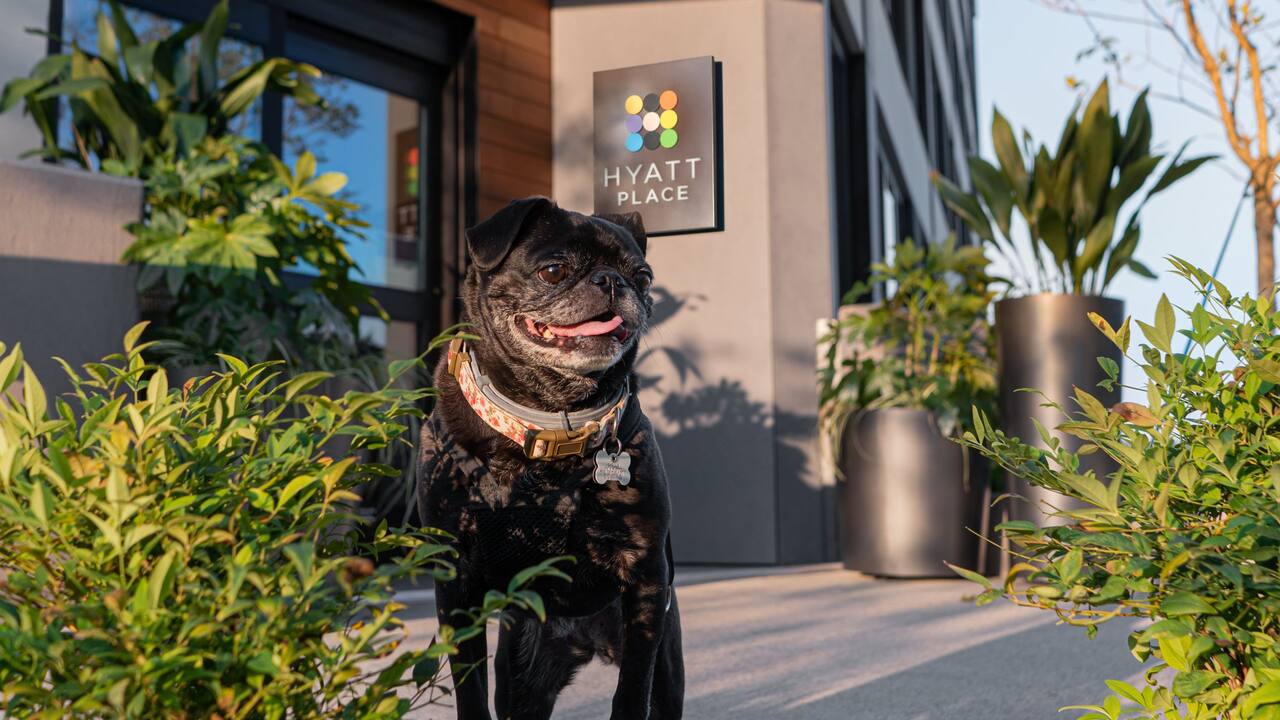 Pet Friendly