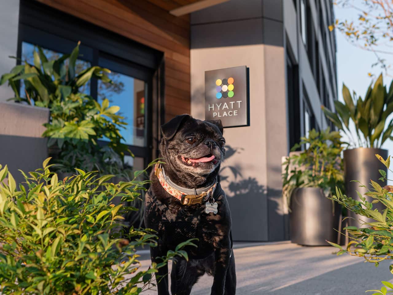 Pet Friendly