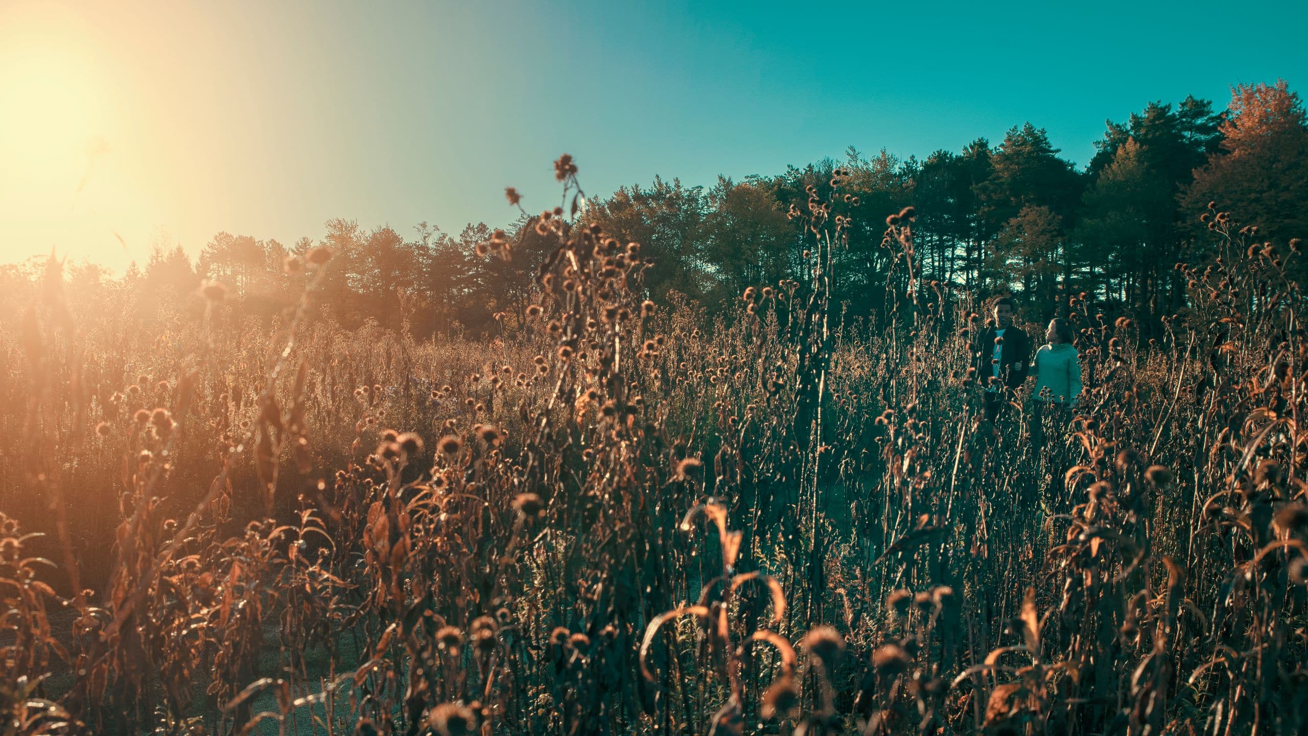 The Forester Hotel Mellody Farm
