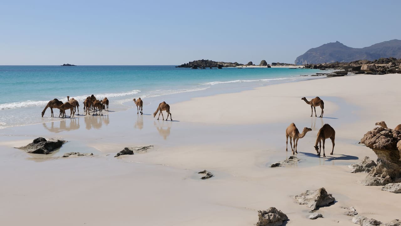 Destination Camels Dhofar