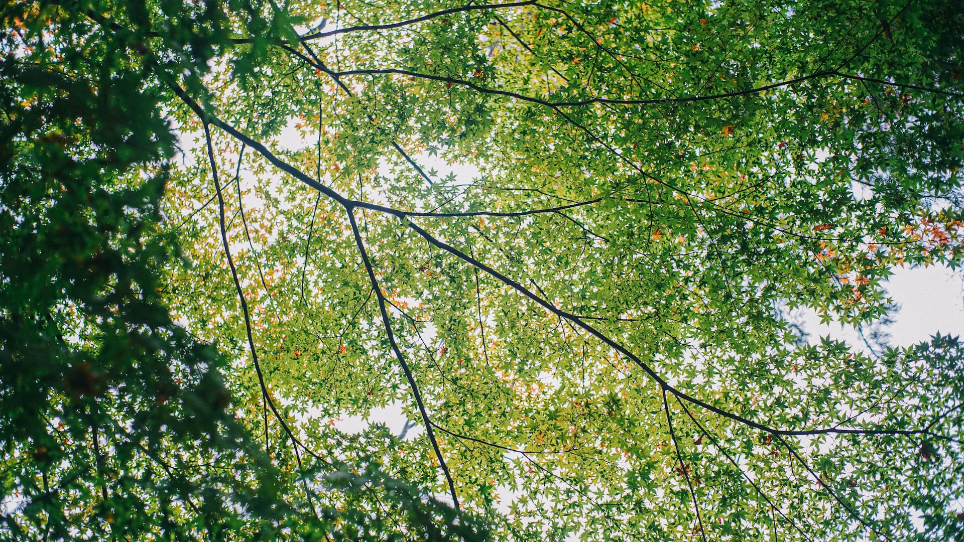 Hyatt House Kanazawa New Green in Shrine