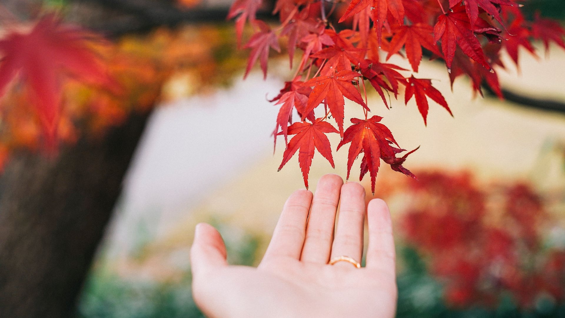 Hyatt House Kanazawa Red Leaf with Hand
