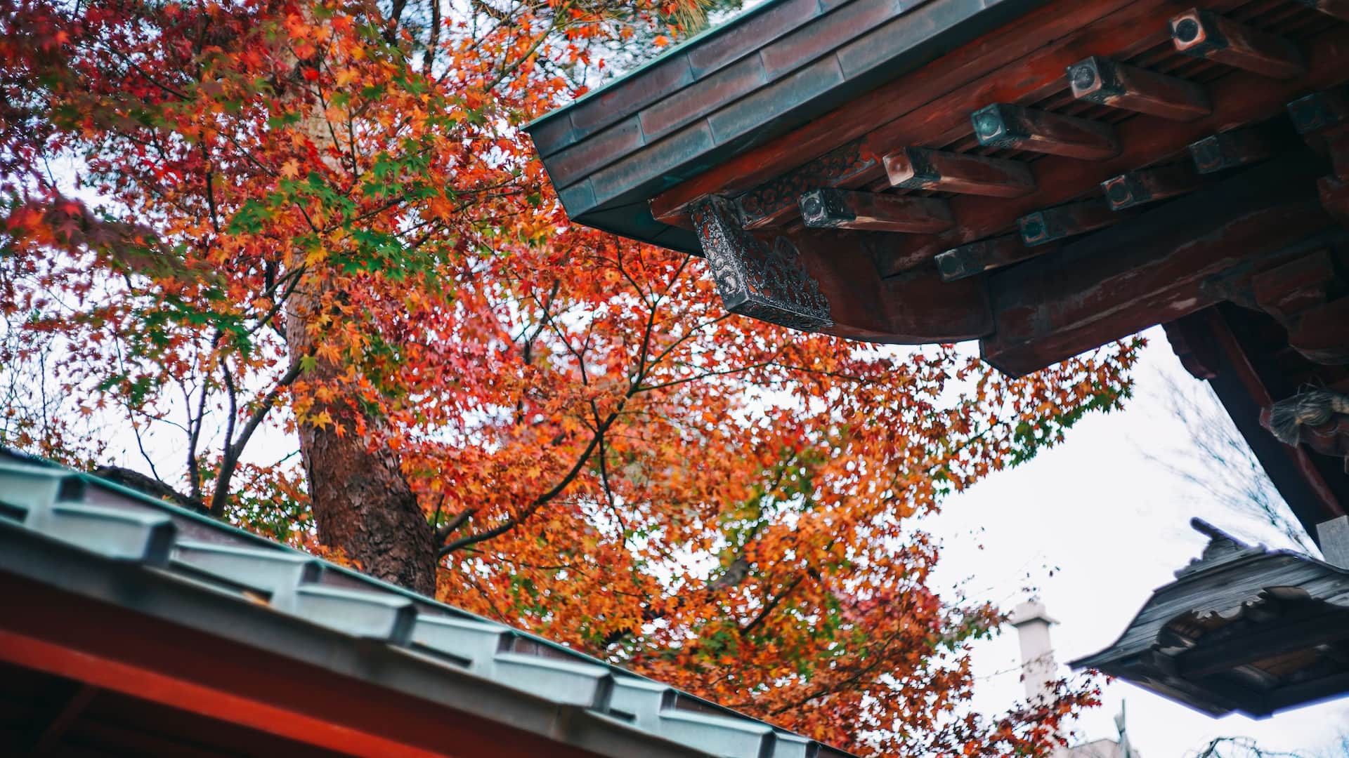 Hyatt House Kanazawa Shrine Autumn View