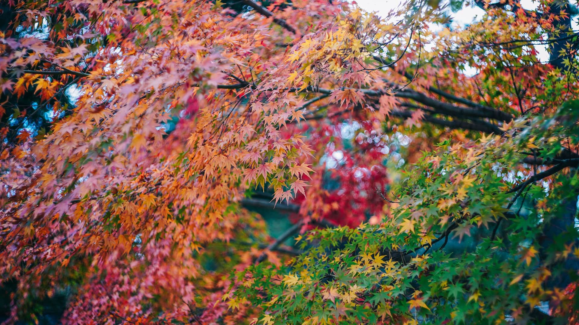 Hyatt House Kanazawa Kenrokuen Daytime Autumn Green to Red