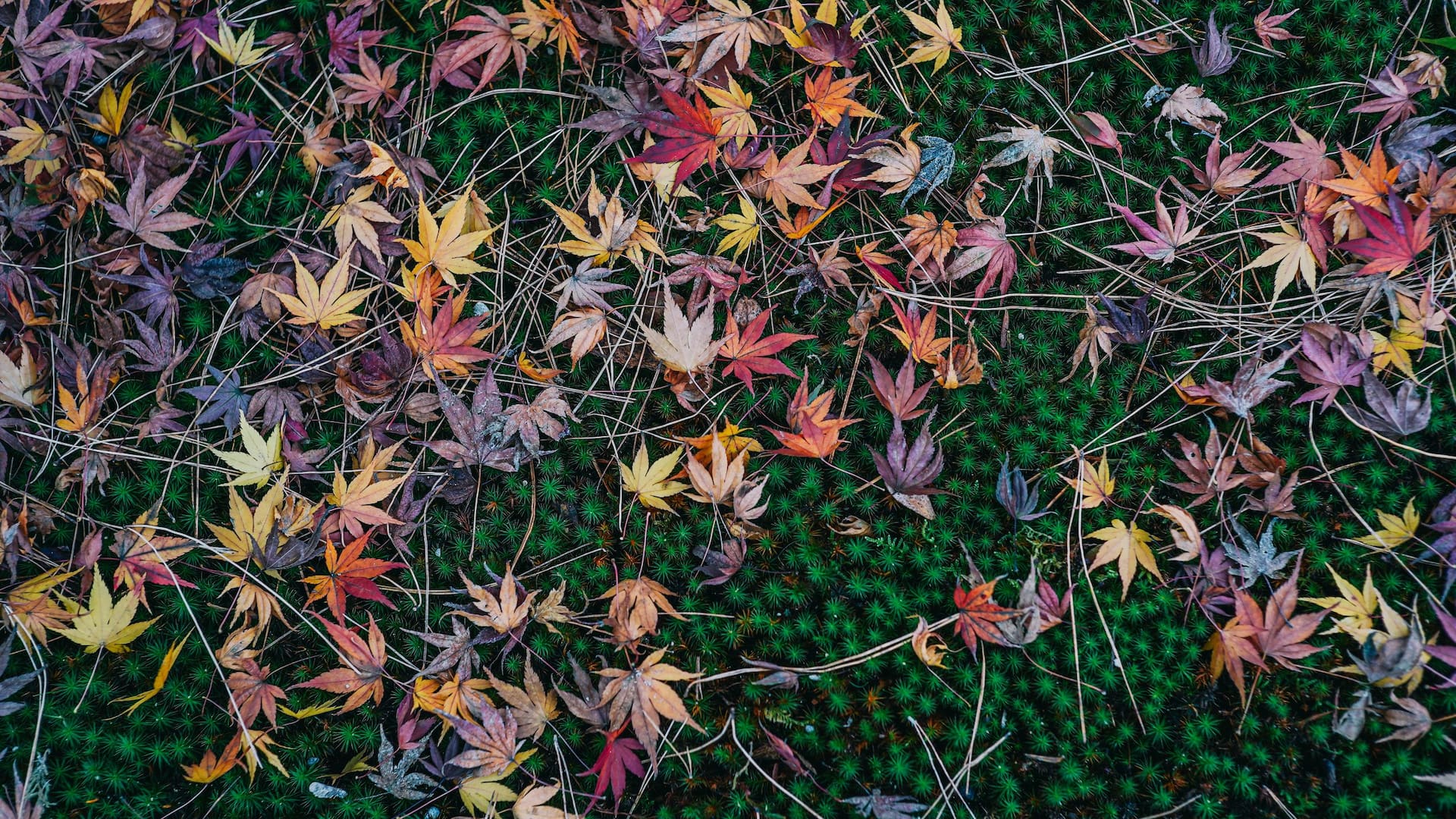 Hyatt House Kanazawa Kenrokuen Daytime Autumn on Moss