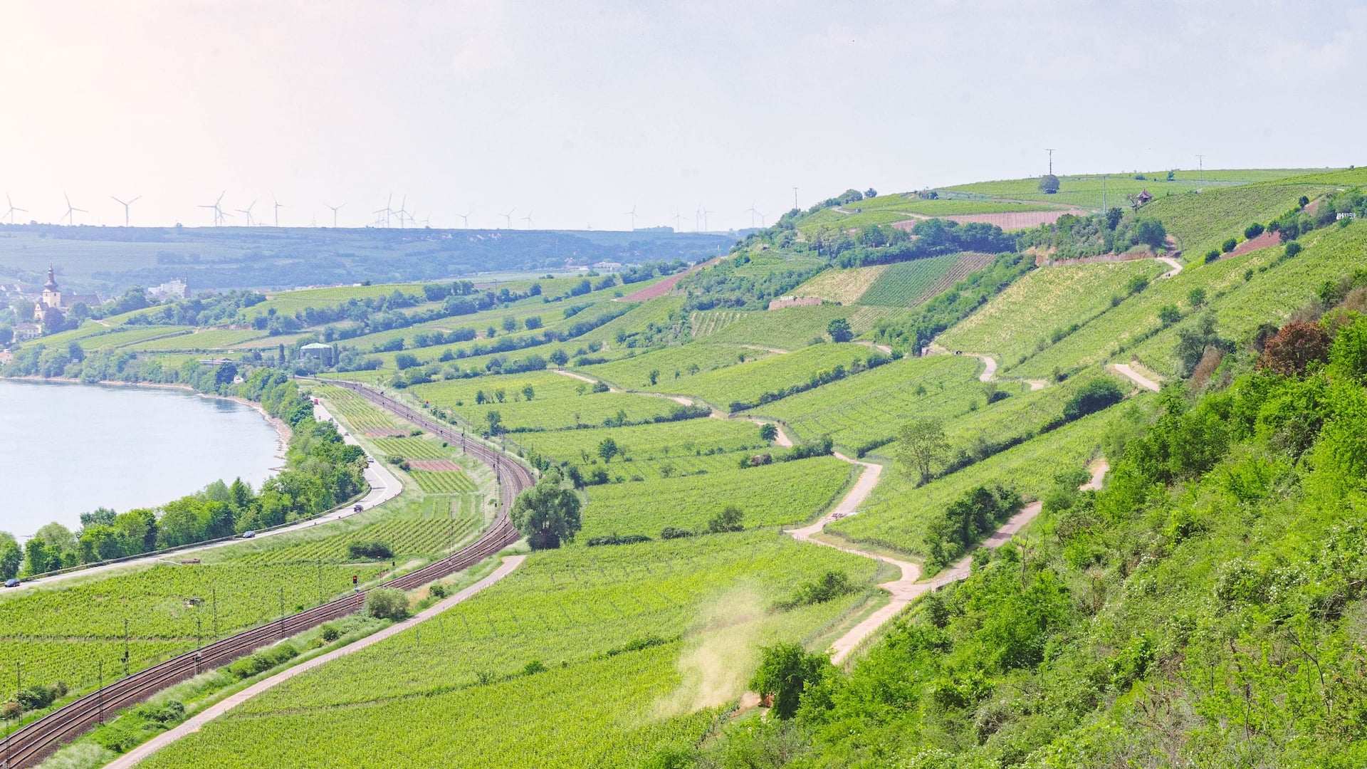 Vineyard view in summer, a day trip activty in the surrounding area of Hyatt Regency Mainz