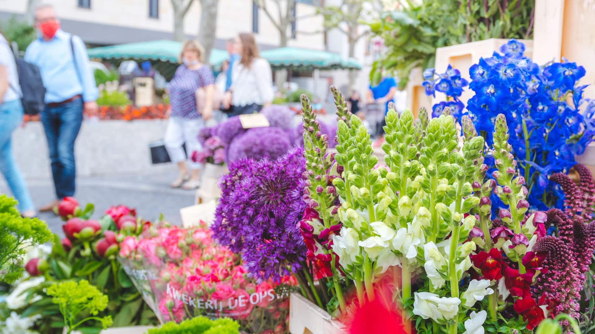 Flowers on local market near Hyatt Regency Mainz