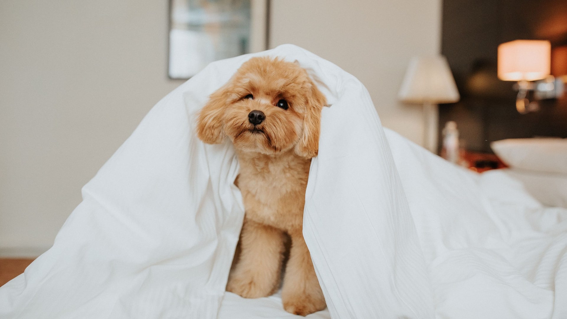 Hyatt Regency Kyiv Dog