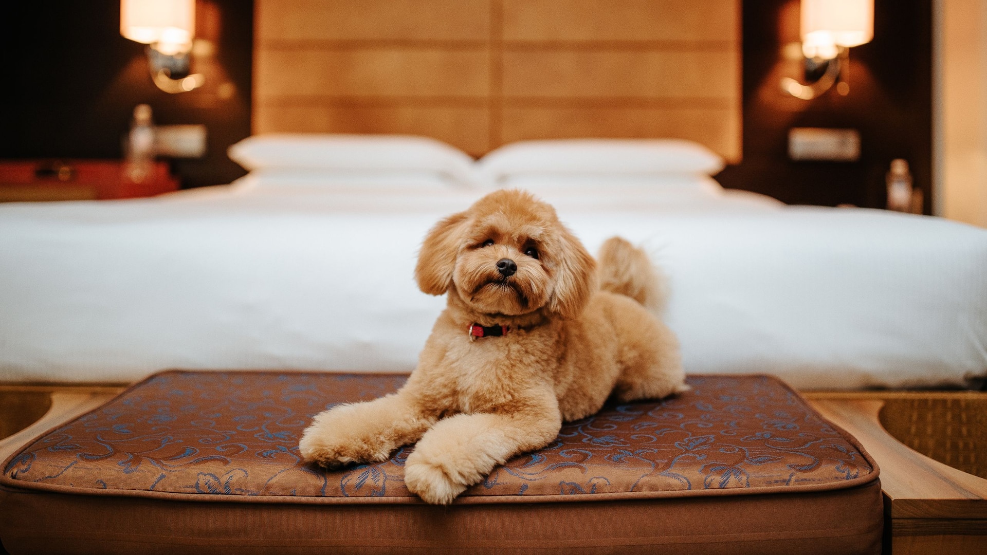 6/6 Hyatt Regency Kyiv Pet Friendly