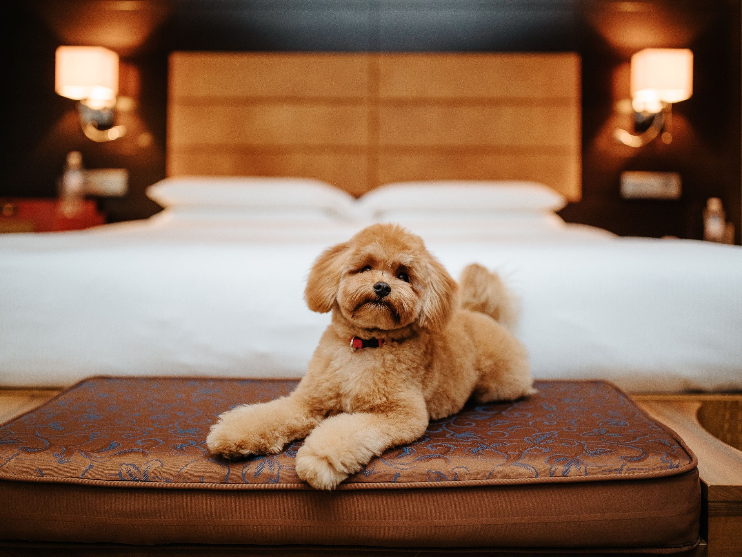 Hyatt Regency Kyiv Pet Friendly