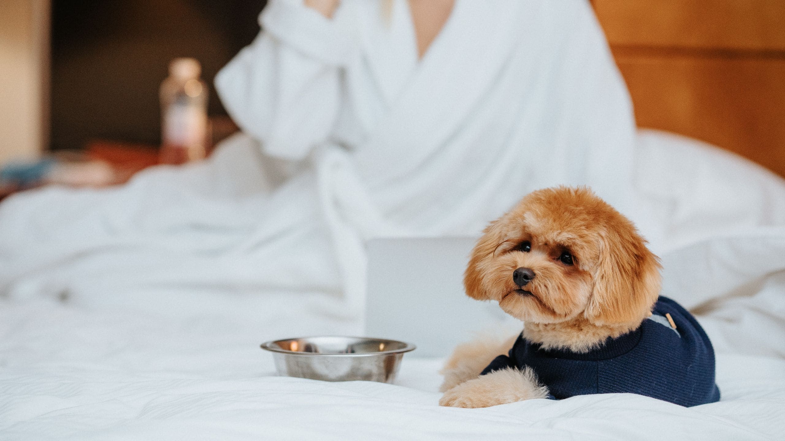 Hyatt Regency Kyiv Pet Friendly Dog