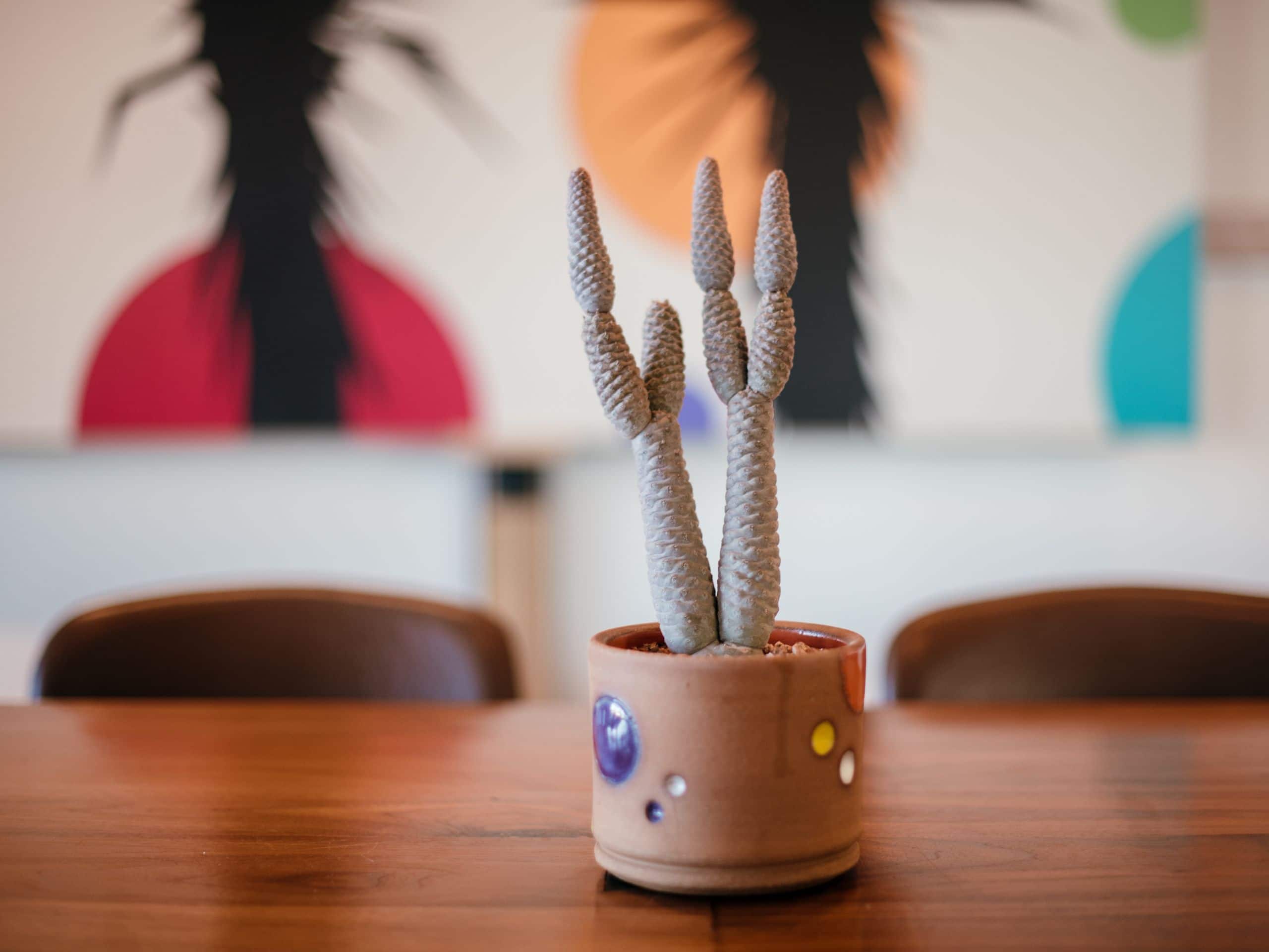 Andaz Scottsdale Resort & Bungalows Cactus