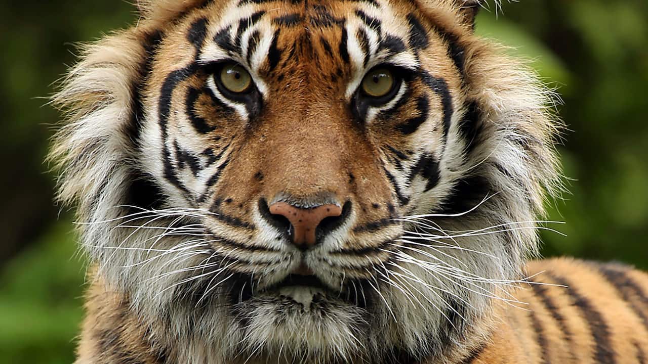 Close-up of a tiger from the Nashville Zoo