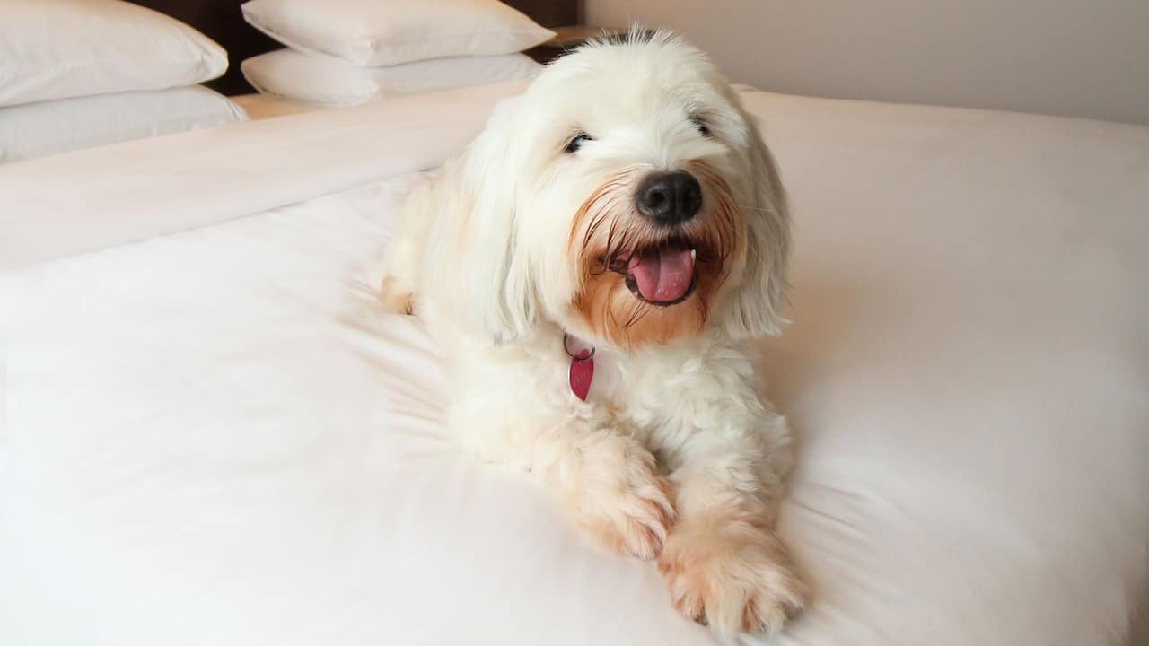 Petfriendly 