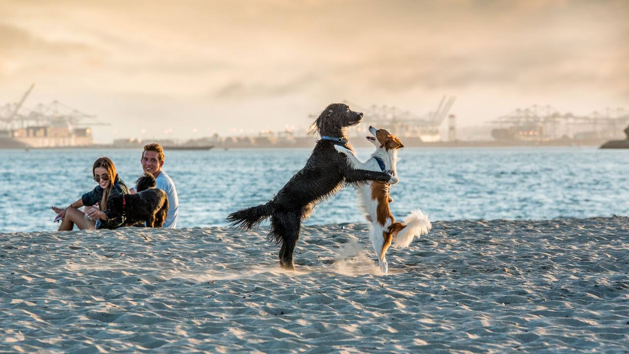 Long Beach Dogs Playing