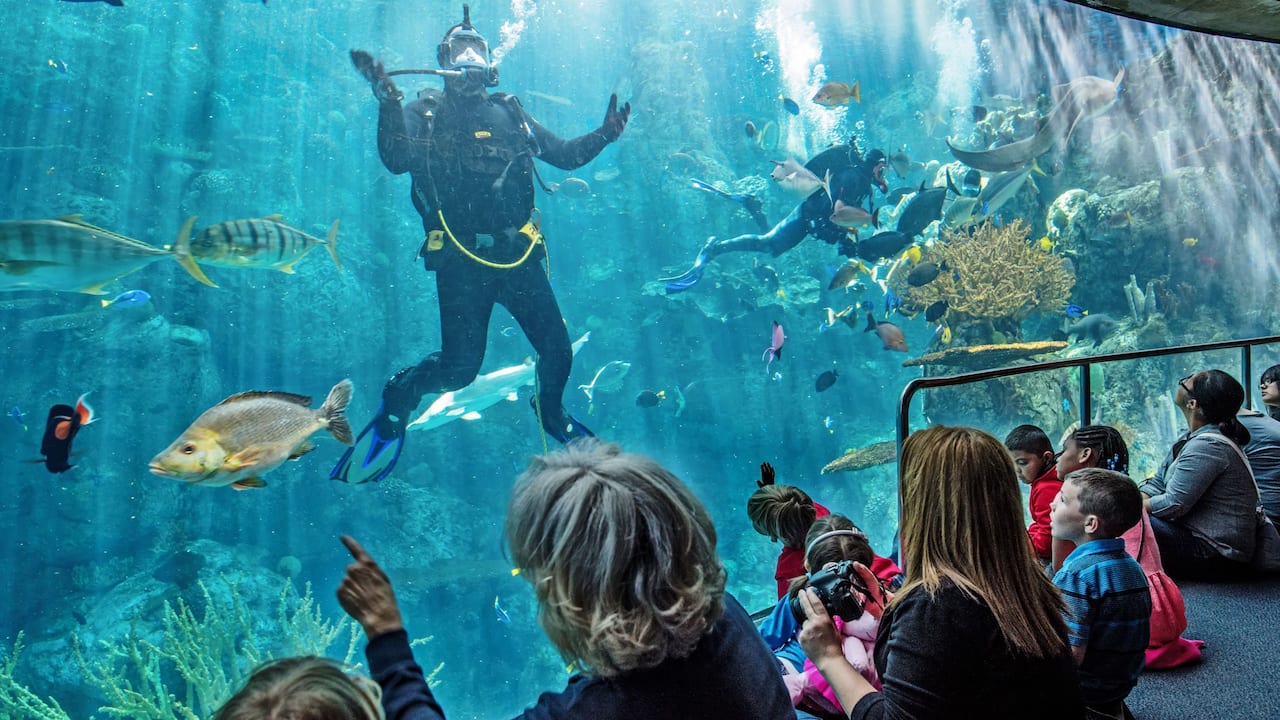 Long Beach Aquarium Diver 