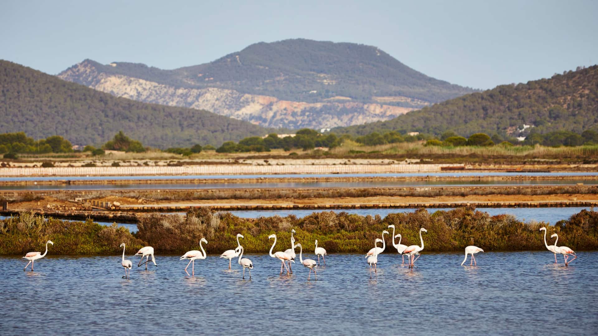 Flamingos