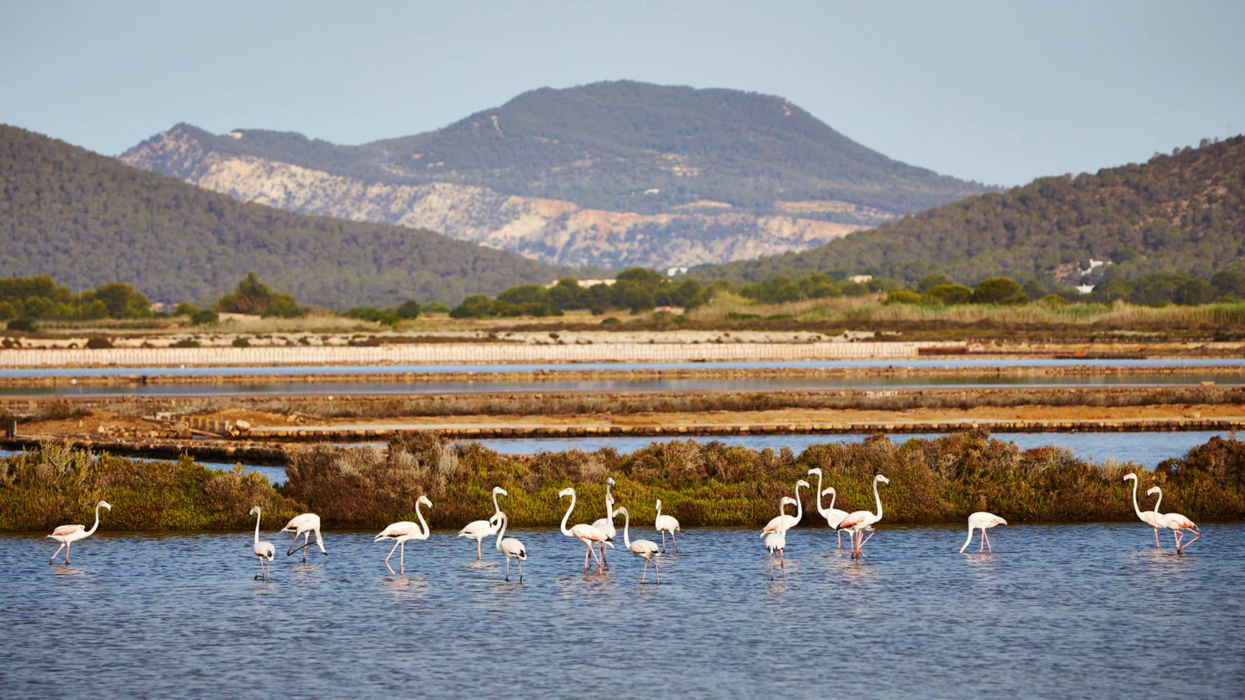 7Pines Resort Ibiza Destination Flamingos