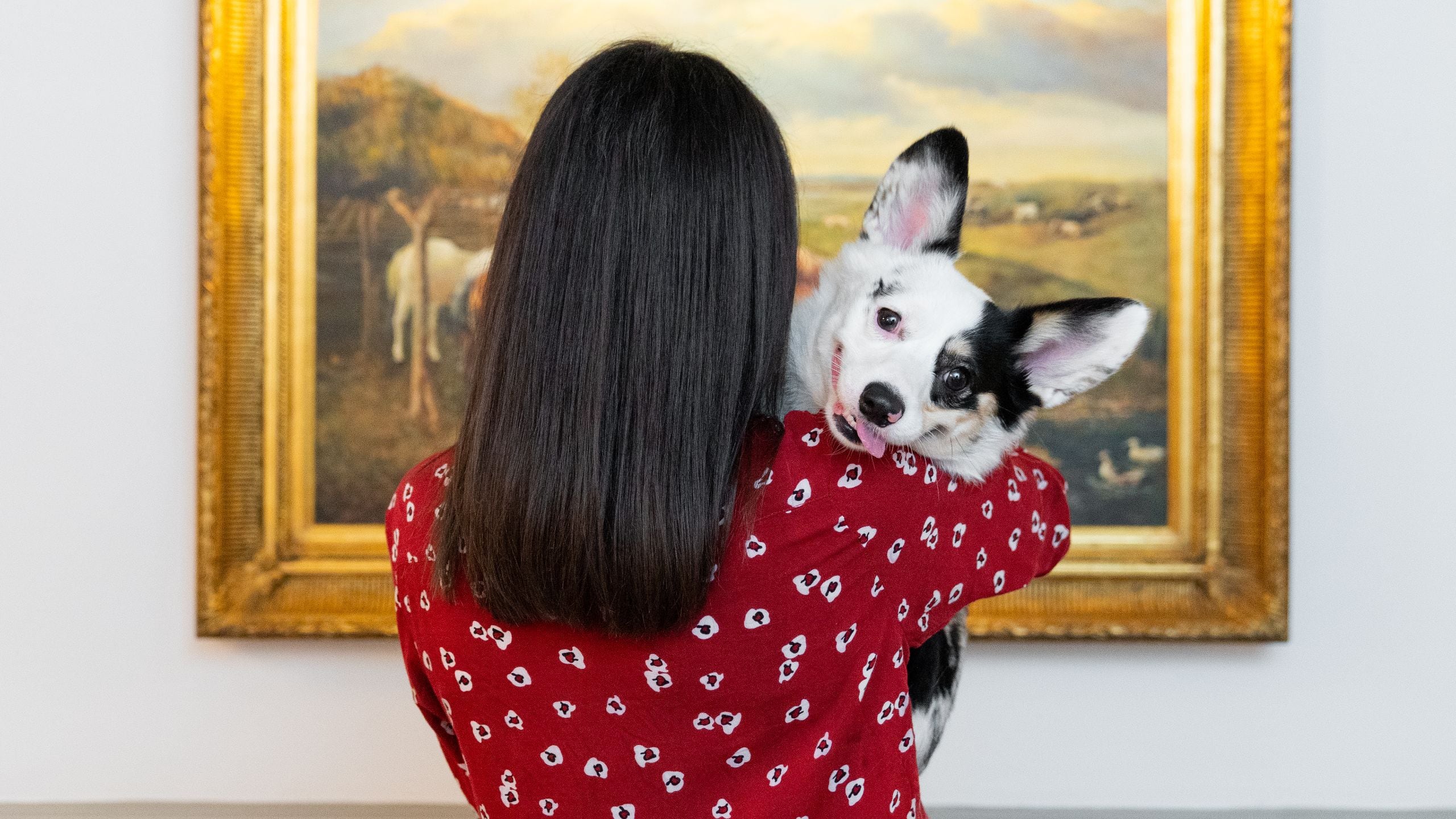 The Driskill Pet Friendly