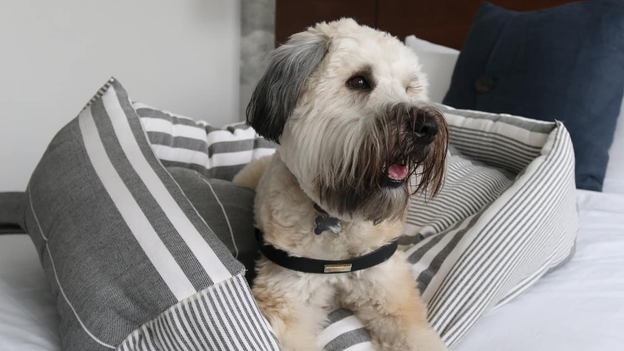Pet-friendly dog on a pillow