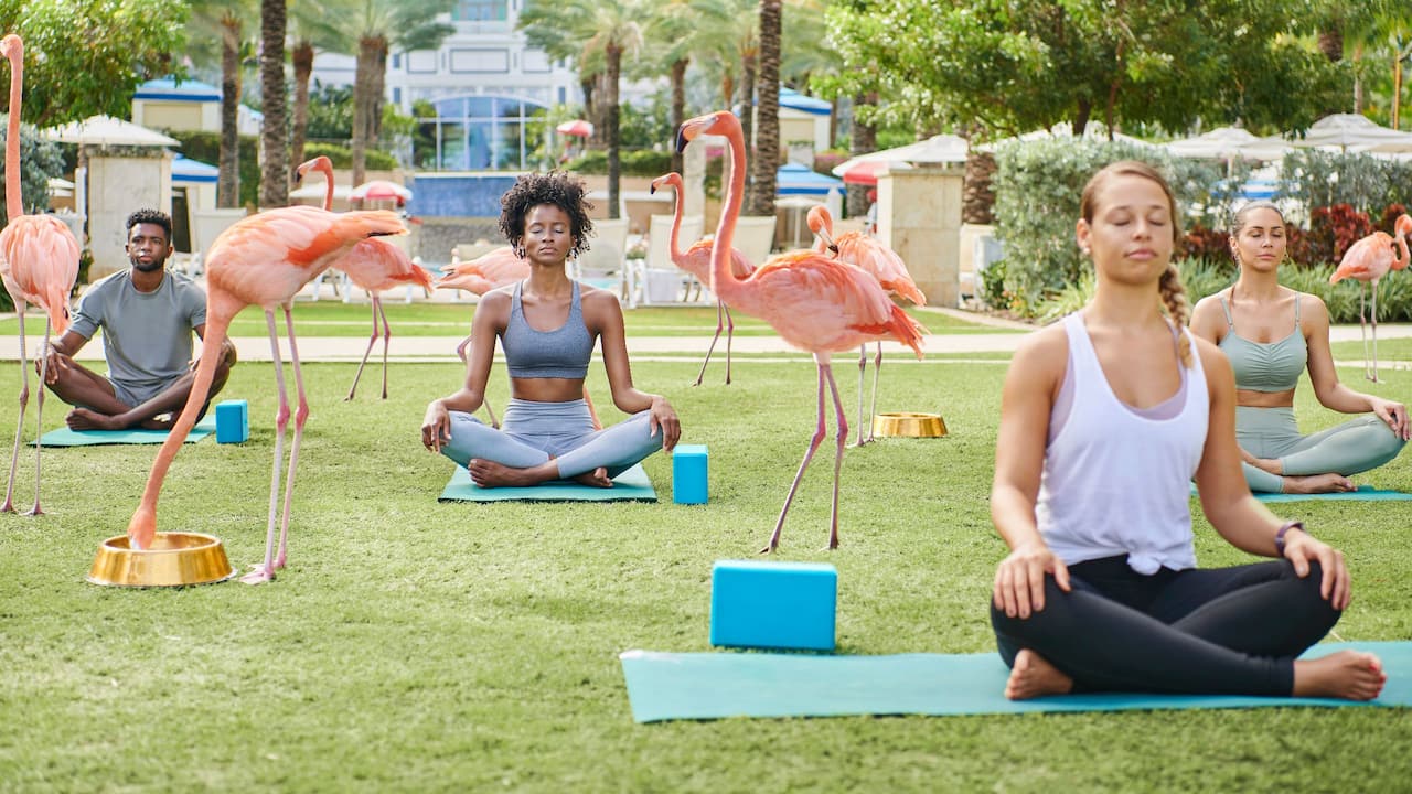 People meditating with flamingos at a Baha Mar hotel